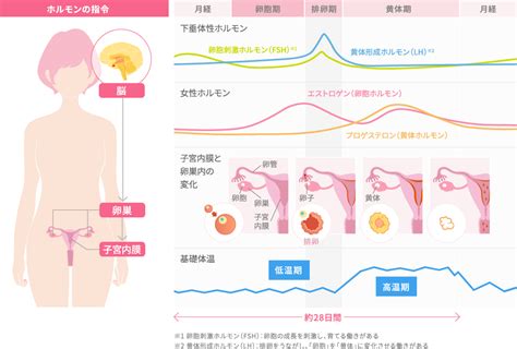 男 くびれ 女性ホルモン|性別による生理学的な違いと健康への影響: 男女間の。